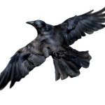 Raven Flying